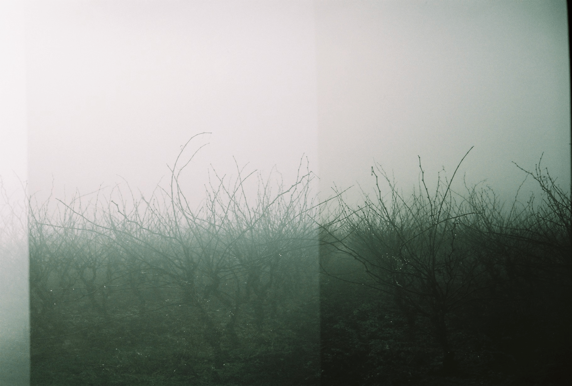 Photo of foggy field, with film artefacts, prominent grain, with an eery feel.