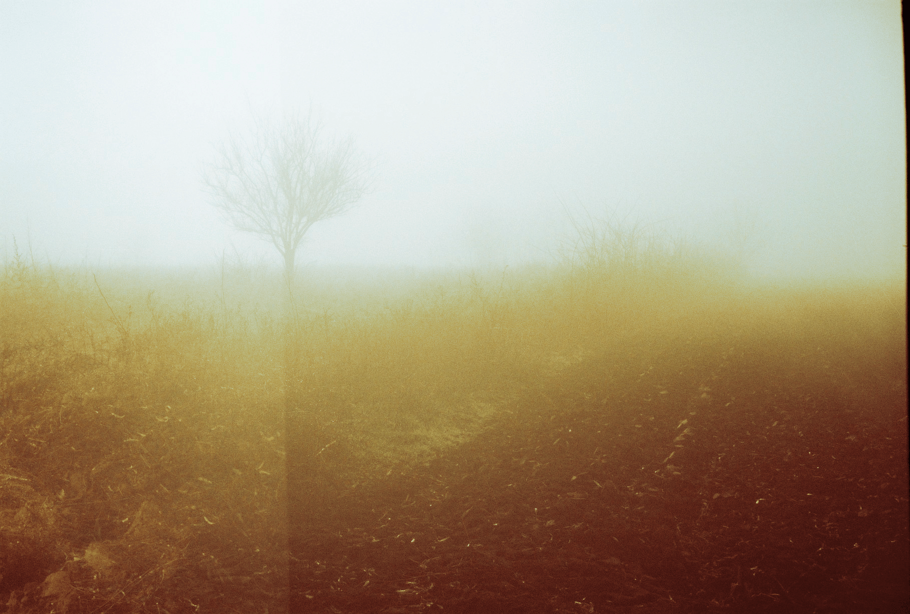 Photo of foggy field, with film artefacts, prominent grain, with an eery feel.